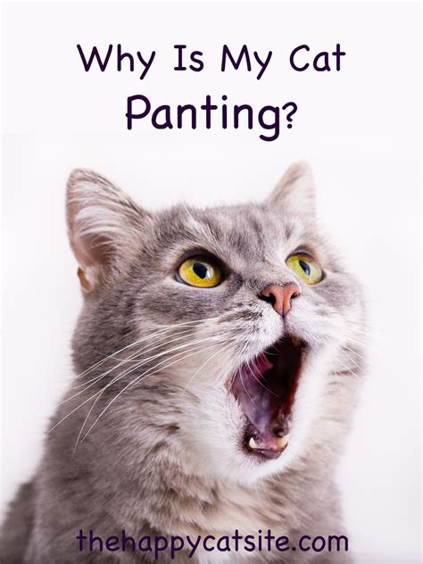 Heavy Breathing Cat - Why Is My Cat Panting or Breathing Fast?