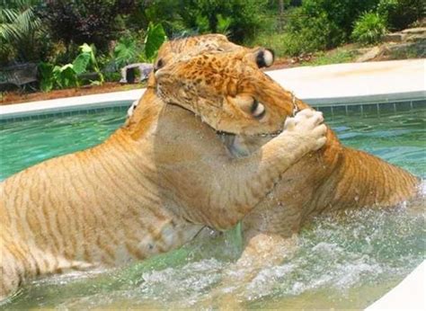 Liger Hercules Siblings and Brothers | Liger, Hercules, Big cats