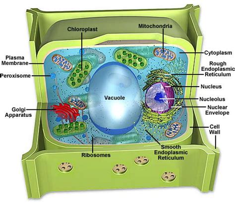 Molecular Expressions Cell Biology: Cell Structure - Plant Cell Model