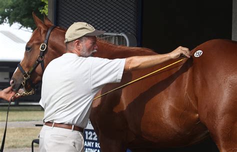 Biomechanical Analysis :: Metrics Equine