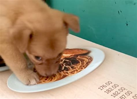 Little Puppy Tries to Eat a Realistic Photo of Spaghetti