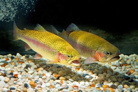 Cutbow vs. Rainbow vs. Cutthroat Trout: What’s the Difference?