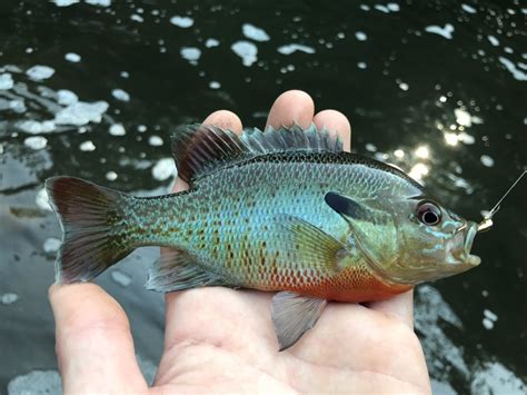 Maryland Biodiversity Project - Redbreast Sunfish (Lepomis auritus)