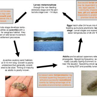 Generalised life cycle diagram of dugong in the Torres Strait ...