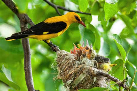 The Nesting Habits of Wild Birds (Details + FAQs)