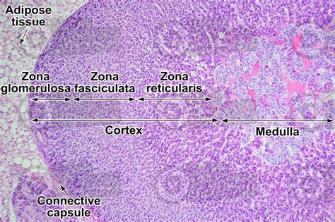 Rat. Adrenal gland. Transverse section. 100X - Rat - Mammals - Endocrine system - Other systems ...