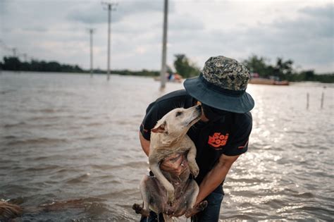 Soi Dog Foundation delivers over 210 tons of food relief to animals in ...