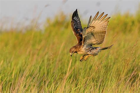 Red-Tailed Hawk Hunting At Sunset #2 Photograph by Morris Finkelstein | Pixels