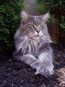 How To Keep A Maine Coon Growth Chart - Maine Coon Expert