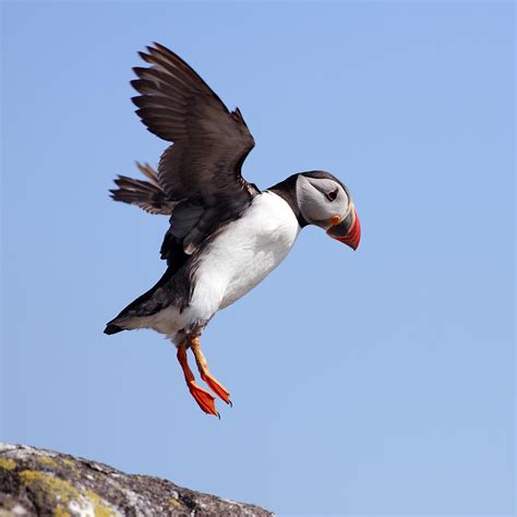 Puffin in flight Photograph by Grant Glendinning