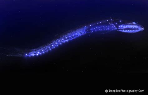 Irrelevant Musings by a MadJellyfish: What is Marine Bioluminescence?