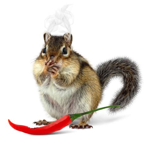 Chipmunk Diet Stock Photos, Pictures & Royalty-Free Images - iStock