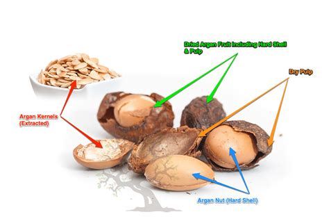 Argan Fruit: Anatomy And Socioeconomic Impact