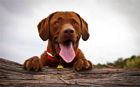 Fondos de pantalla : Animales, perro, Labrador retriever, Vizsla, Perro perdiguero tocante del ...