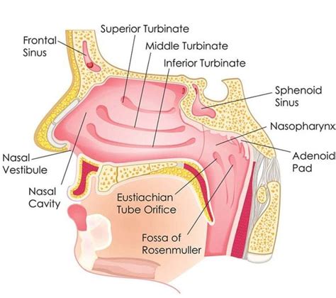 Nasal Turbinates - Sinus Surgery Center | UCI ENT | Sinus Surgery Specialists