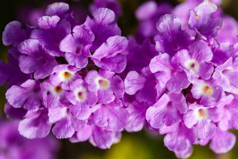 15 Different Types of Lantana (All Lantana Varieties) - PlantSnap