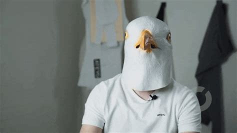 Seagull-fan GIFs - Get the best GIF on GIPHY