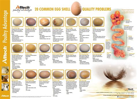 Alltech Eggshell Quality Poster: 20 Common Eggshell problems http://www ...