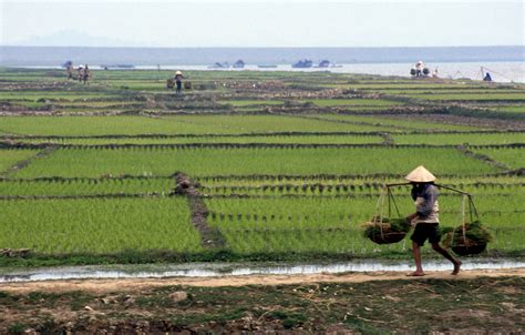 Rice dishes of Southeast Asia - Southeast Asia CenterSoutheast Asia Center