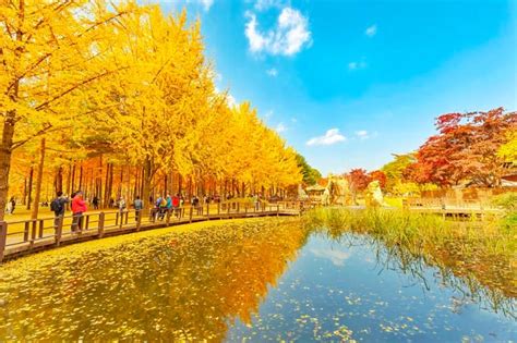 17 Best Things to Do in Nami Island Korea You Can't Miss