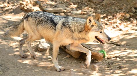 Biologists slip captive-born pups into wild Mexican gray wolf dens ...