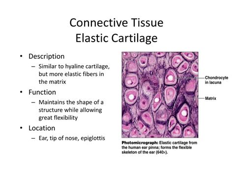 PPT - Chapter 4 - Tissues PowerPoint Presentation, free download - ID:1973245