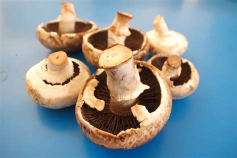 Mushrooms Free Stock Photo - Public Domain Pictures