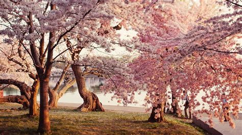 Japanese Cherry Blossom Wallpaper 4k - 10 Best Cherry Blossom Japan Wallpaper Full Hd 1920×1080 ...