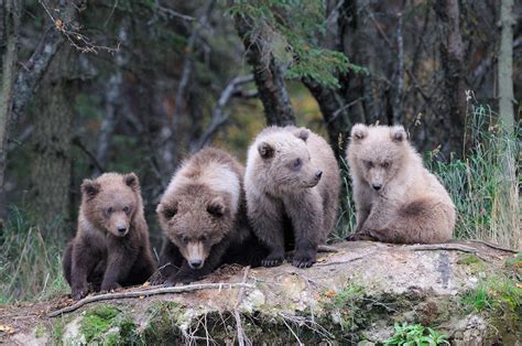 Grizzly bear photos | Alaska bear pictures | Alaska grizzlies photos