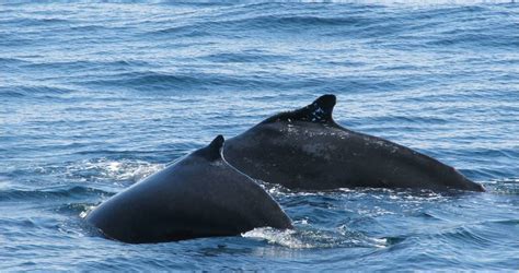 Beasts in a Populous City: Really Wild Wildlife: Cape Cod, MA