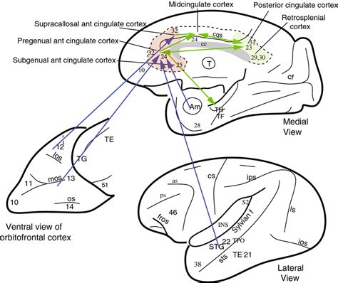 Connections of the anterior cingulate cortex shown on views of the ...