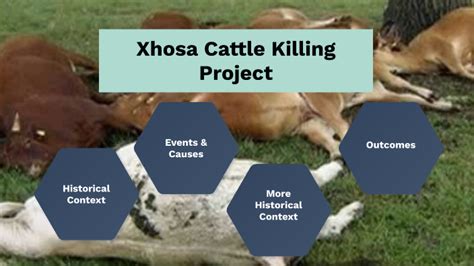 Xhosa Cattle Killing by Ayush Dabbirru on Prezi