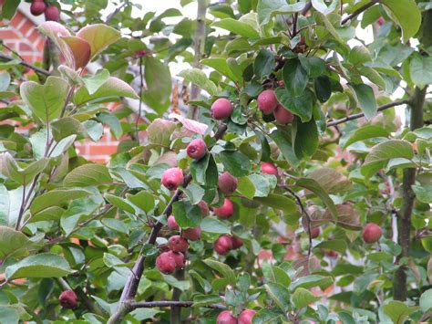 Mark's Veg Plot: Crab Apples