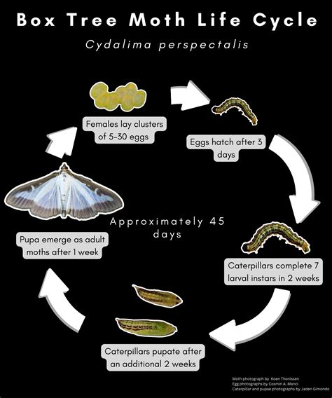 What the box tree moth quarantine means for Michigan homeowners - Floriculture & Greenhouse Crop ...