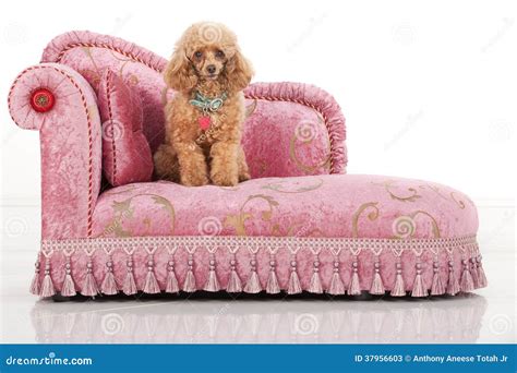 Pampered Toy Poodle stock image. Image of poodle, sticking - 37956603