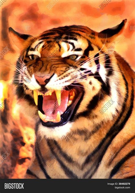 Angry Face Tiger Image & Photo (Free Trial) | Bigstock