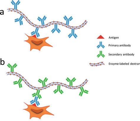 Detection Systems in Immunohistochemistry | IntechOpen