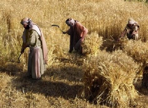 # 2 Both barley and wheat were harvested with a sickle. Ruth 1.22 This ...