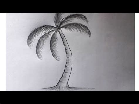 Coconut Pencil Drawing : 382 Coconut Pencil Drawing Drawing Fruit ...