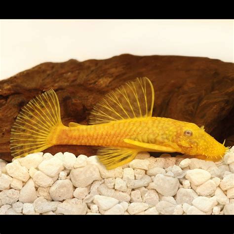 Albino Bristlenose Pleco - Planted Tank Mates