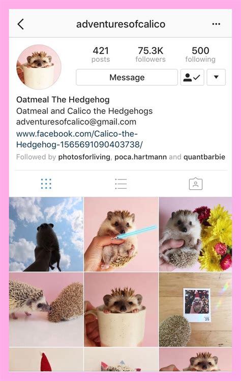 The Cutest Animals on Instagram Today — Group A