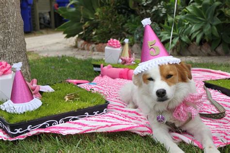 Briar, Lola + Grover's Doggie Birthday Party - The Sweetest Occasion