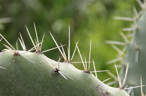 Características y funciones de las espinas de las plantas