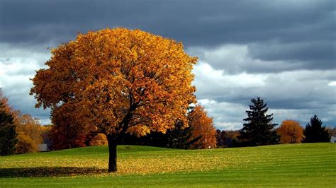 Fondos de pantalla : luz de sol, Árboles, paisaje, bosque, otoño, hojas, naturaleza, césped ...