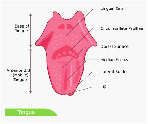 Blank Tongue Diagram