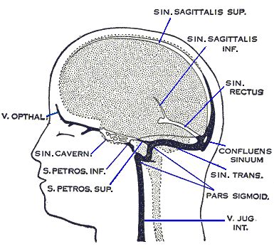 Superior sagittal sinus - Vikipedi