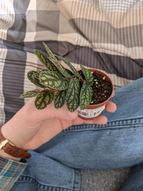 A shingle plant? : r/houseplants