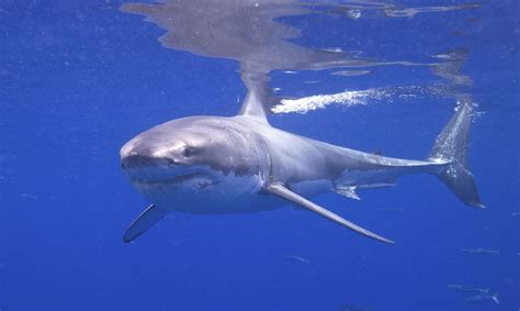 ¿Por qué no hay tiburones blancos en acuarios? - Supercurioso