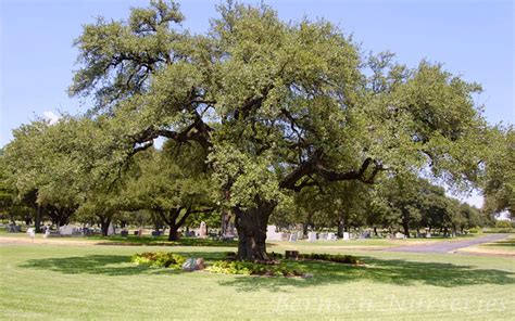 florida oak trees pictures - Aletha Willey