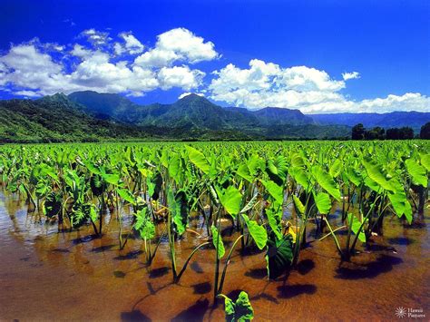 TARO (In Hawaiian=Kalo), the plant that plays a very very important role in Hawaiian Culture ...